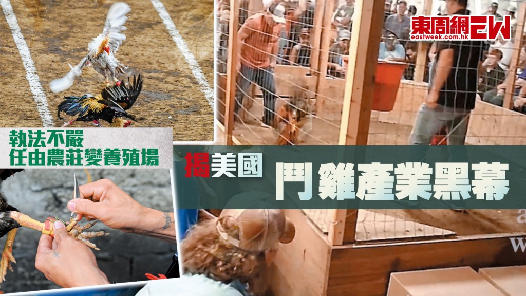 揭美國鬥雞產業黑幕 執法不嚴 任由農莊變養殖場︱國際解碼