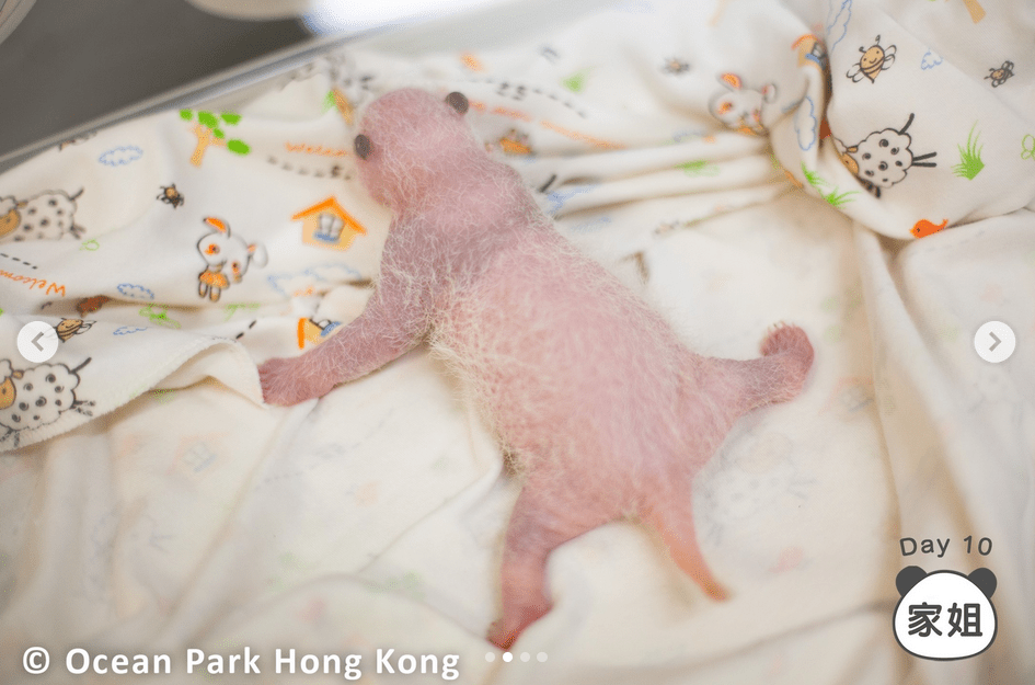 大熊貓龍鳳胎家姐 大熊貓龍鳳胎家姐