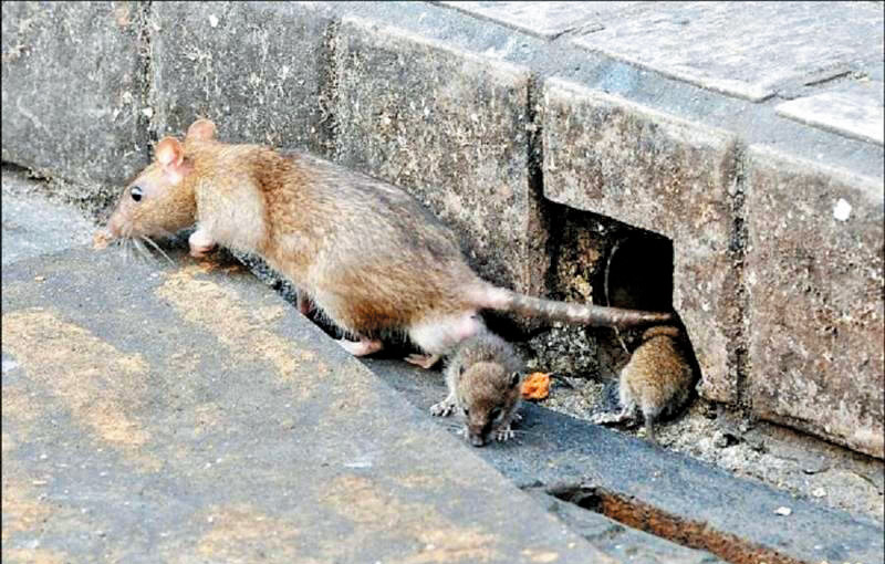 有網民開立Rat Radar網站,供民眾即時上載老鼠出沒位置及照片。 有網民開立Rat Radar網站,供民眾即時上載老鼠出沒位置及照片。