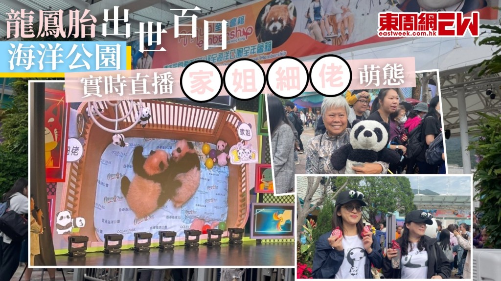 港產大熊貓BB｜海洋公園辦百日慶典 直播家姐細佬萌態 安安可可料下月見市民