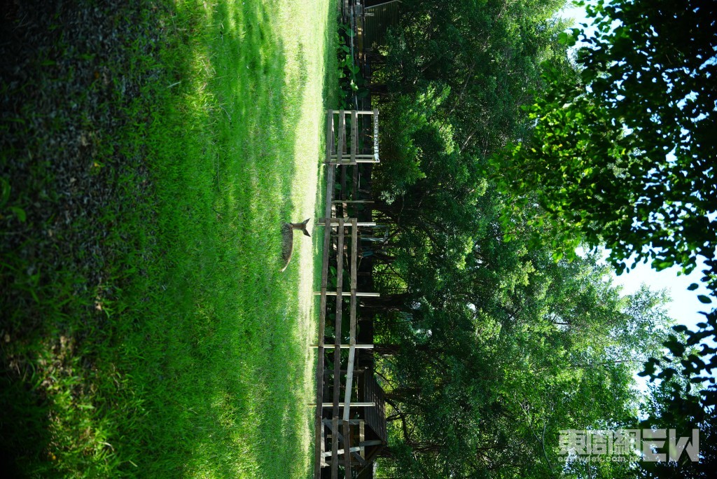 現場可親手餵飼小鹿。
