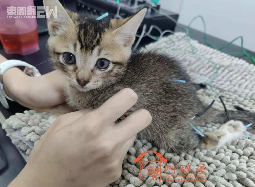 阿信BB正積極接受治療。