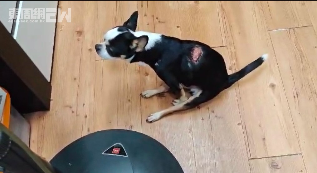 大舊背上有一個已爆開的腫瘤,稍後會見獸醫跟進情況。 大舊背上有一個已爆開的腫瘤,稍後會見獸醫跟進情況。