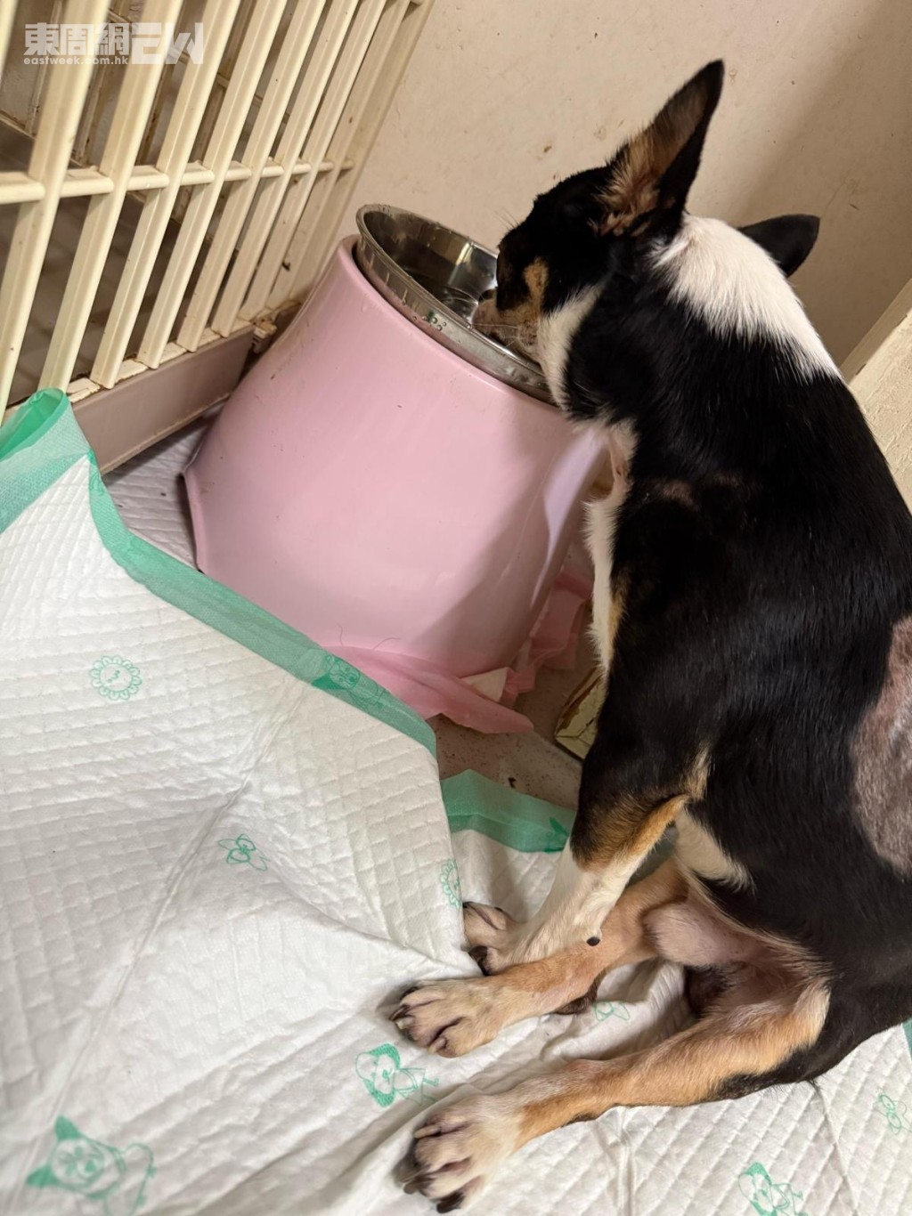 芝娃娃名字叫大舊。慶幸大舊入住阿棍屋後願意進食及飲水。