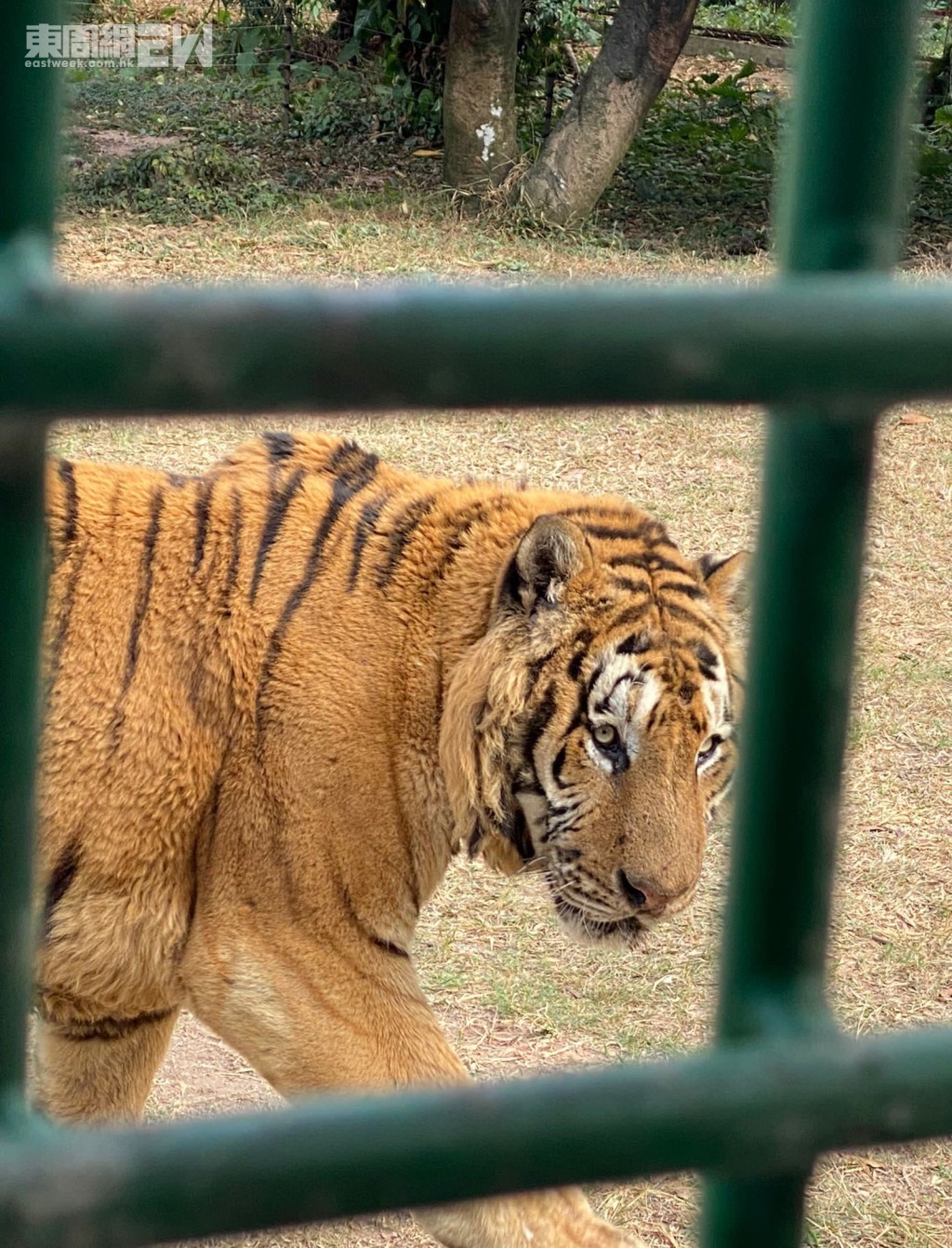 深圳野生動物園在1993年落成是一間放養式的動物園，園內的動物都可以在開闊的地方自由活動，整個園區約六十多萬平方米，劃分為三個園區：食草動物區、猛獸谷和表演區。