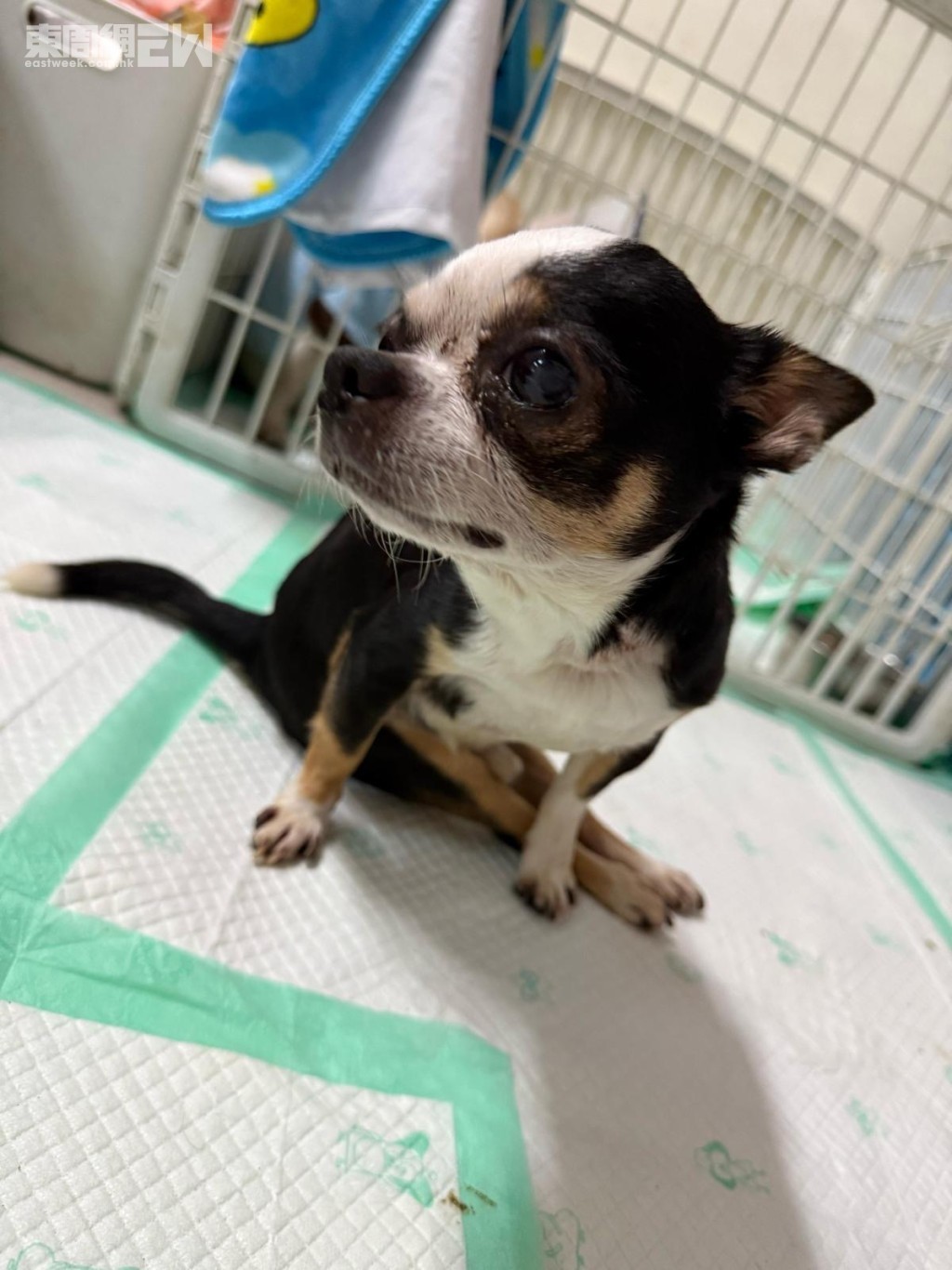 以狗狗雙腳僵直的情況，估計癱瘓已有一段日子。