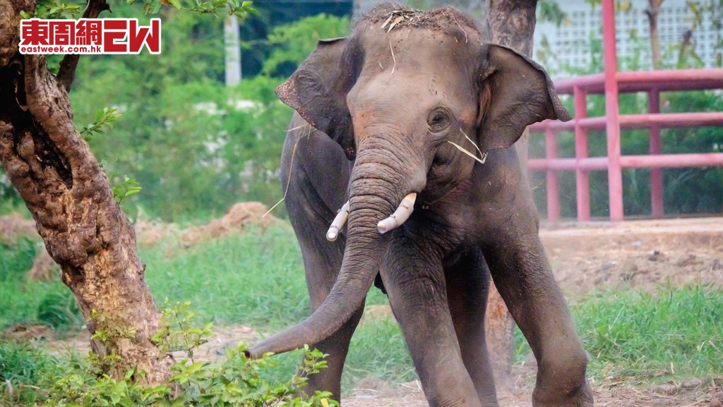 泰國大象發狂傷人事件不斷，當地專家指是因為大象不堪受虐所致。