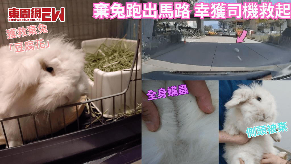 棄兔走出馬路險被撞死 幸獲好心司機急停車救回