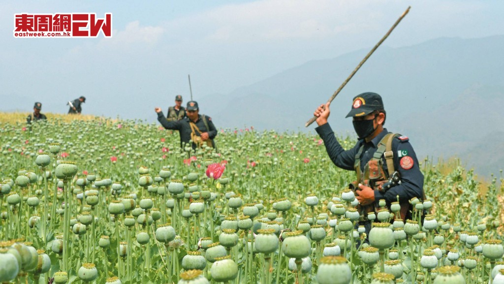 阿富汗毒農大舉入侵巴基斯坦，令罌粟種植面積快速增加，當地警方雖然主動出擊破壞毒草，但仍掃之不盡。