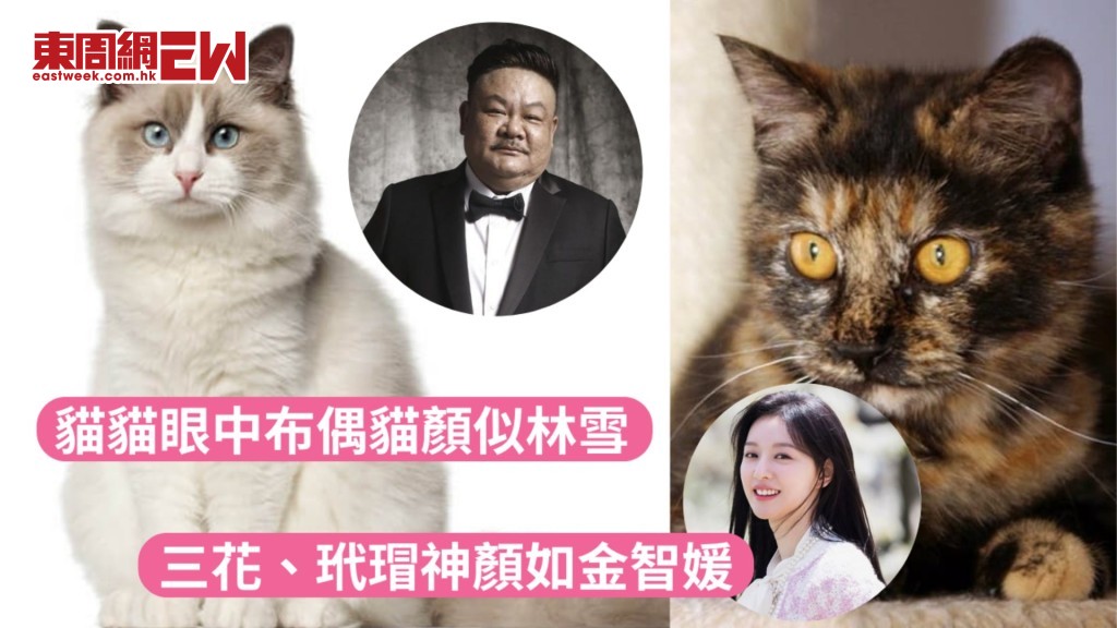 貓貓眼中布偶貓顏似林雪 三花、玳瑁神顏如金智媛 母貓憑4條件揀老公