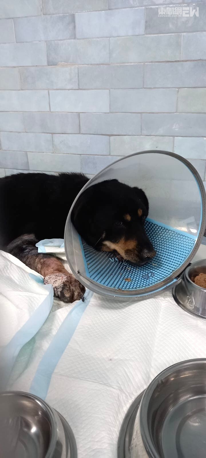 留醫期間，「洛洛」身體狀況反覆不定。