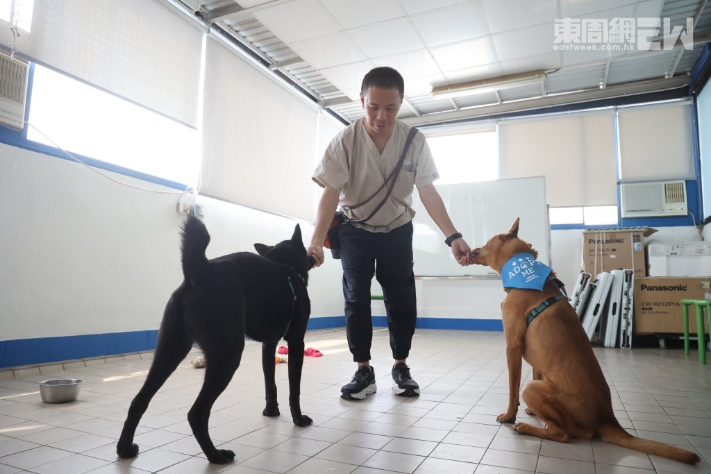 正確：將兩手同時分開，讓牠們各自享用零食。