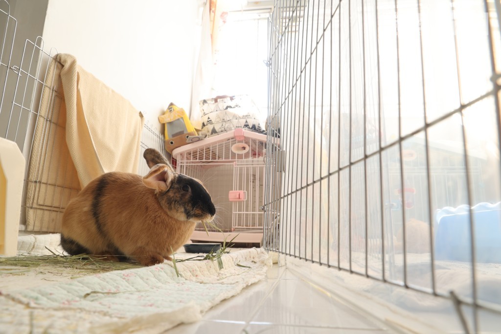 屬家兔品種的滿月體型比其他品種兔為大。