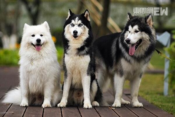 薩摩犬、西伯利亞犬、阿拉斯加犬被稱為「雪橇三傻」。 薩摩犬、西伯利亞犬、阿拉斯加犬被稱為「雪橇三傻」。