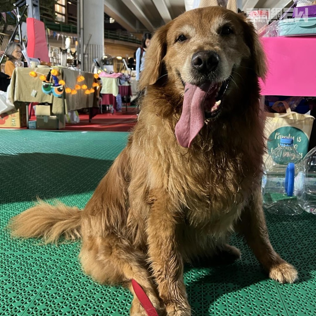 醒目仔「智障」! 醒目仔「智障」!