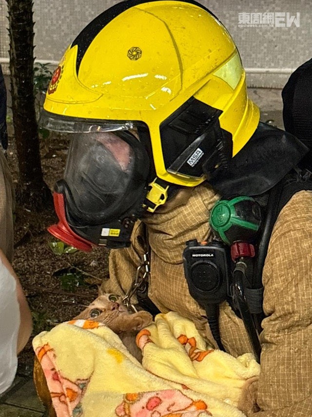 獲救貓貓眼仔碌碌看着救命恩人。