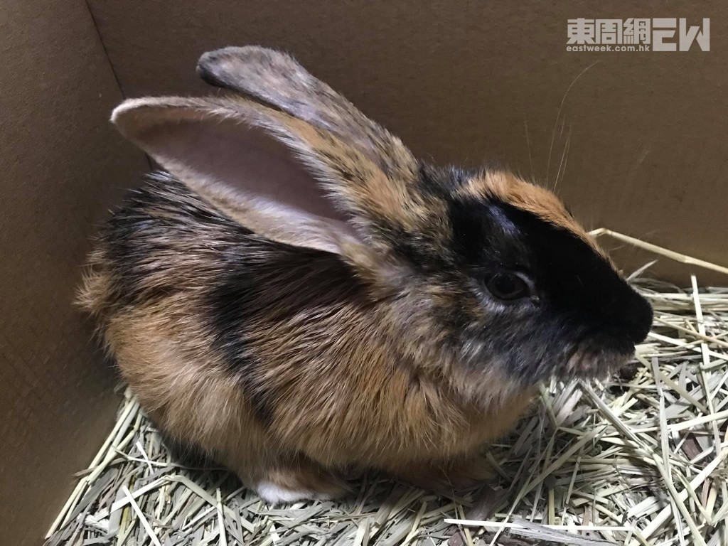 剛被救起的滿月，全身濕透及「油淋淋」。