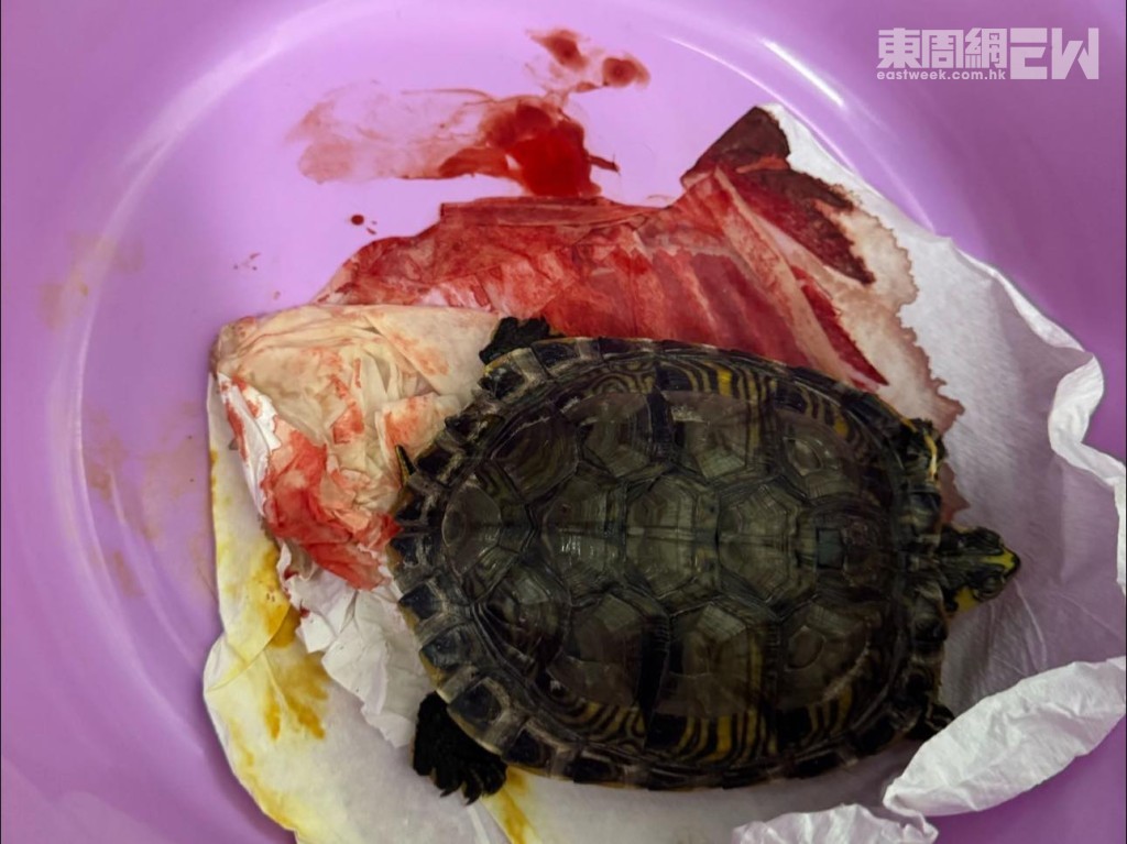 龜龜從高處墮下,導致體內大量出血。 龜龜從高處墮下,導致體內大量出血。