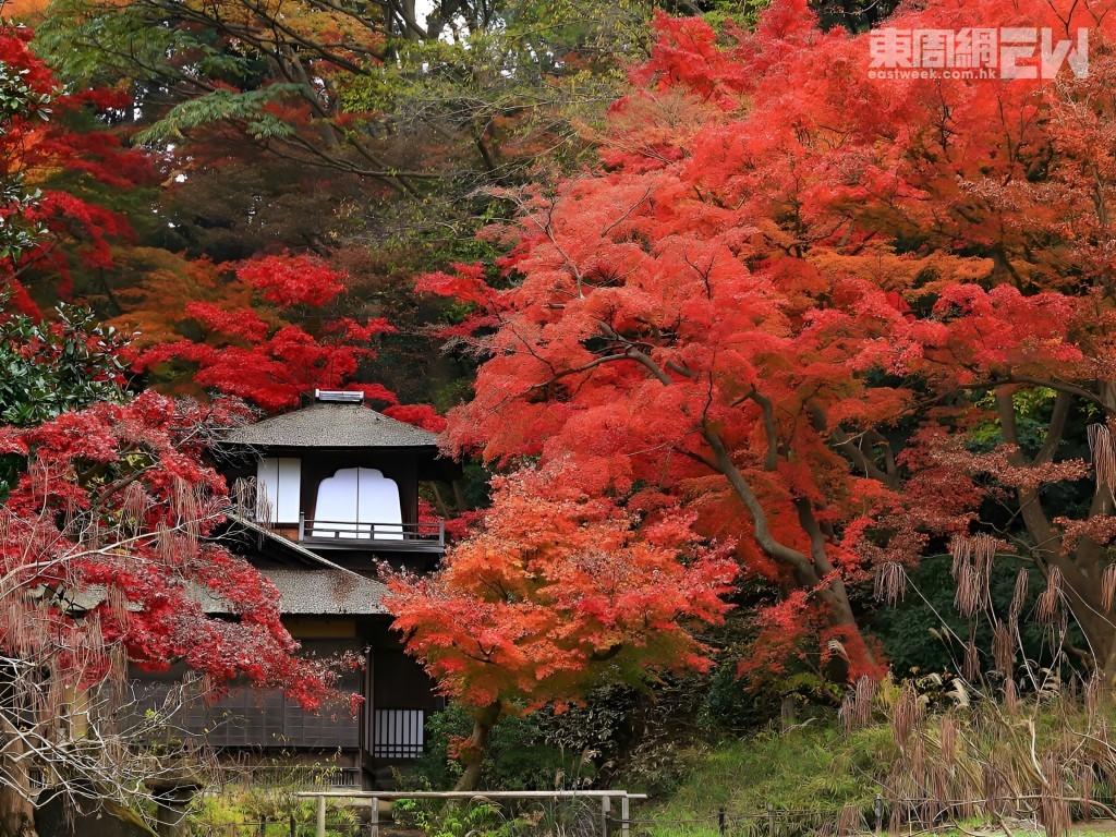 三溪園內苑「聴秋閣」與周遭燦爛紅葉景色。 