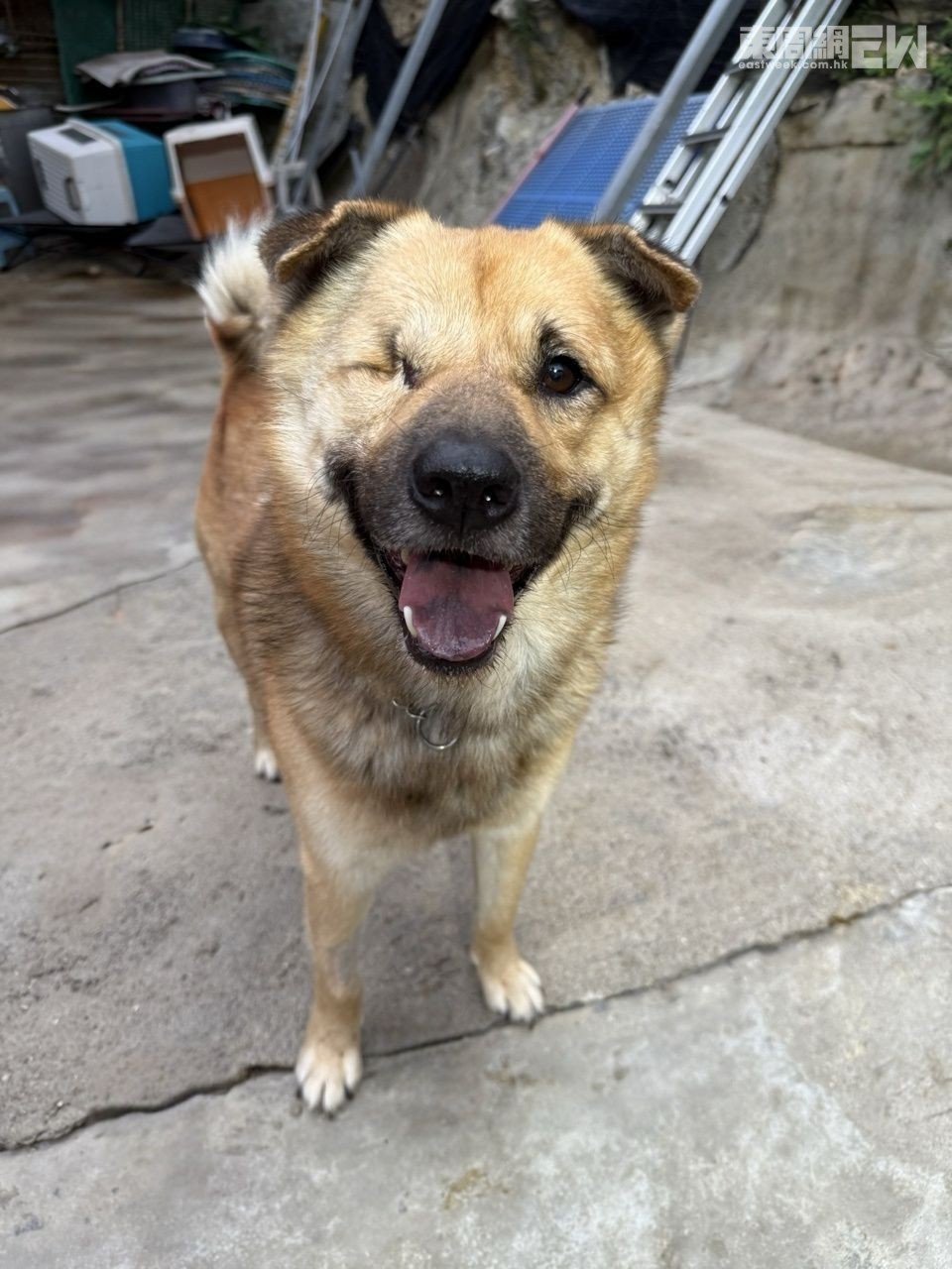 展露燦爛笑容的「金仔」。 展露燦爛笑容的「金仔」。