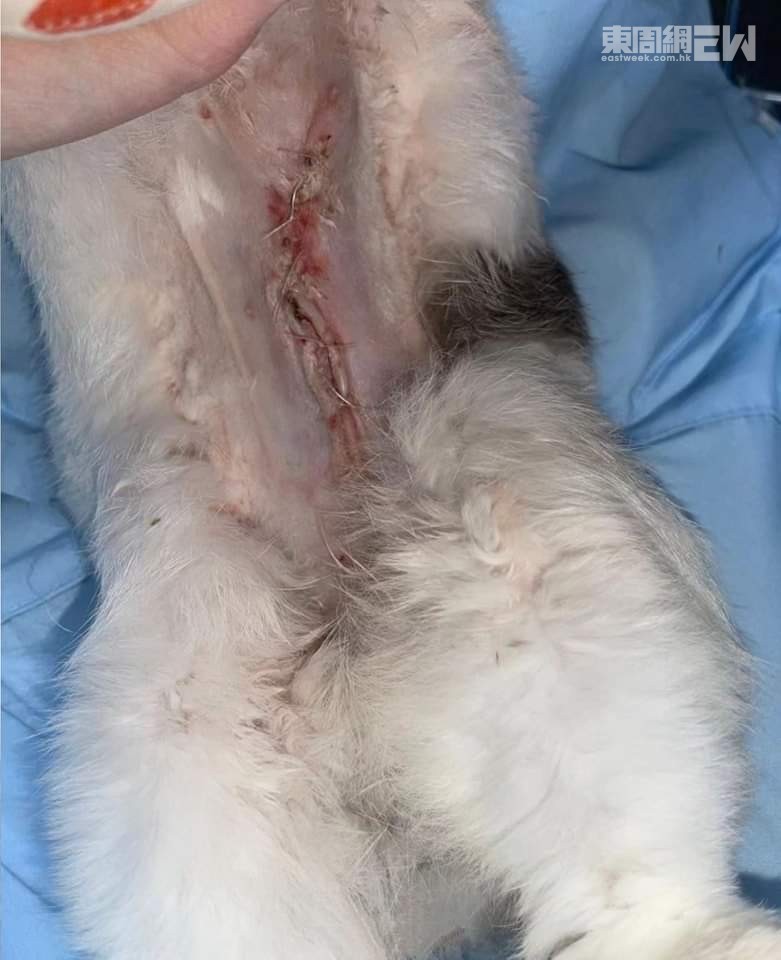 腫瘤切除手術在Aurora身上留下長長的疤痕。