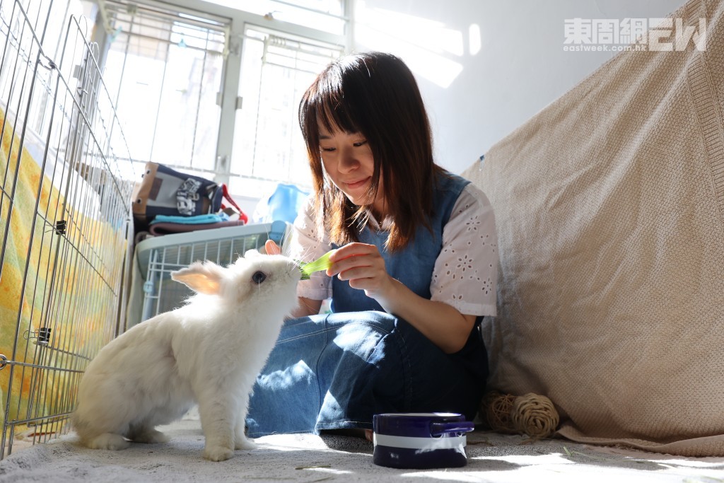 在兔協生活了七年的Aurora，終於再次有家。