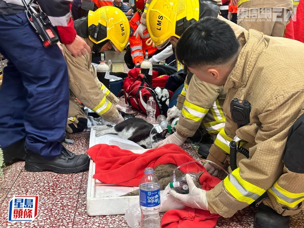 葵涌德昌大廈火警，消防員在涉事單位救出8隻貓貓。