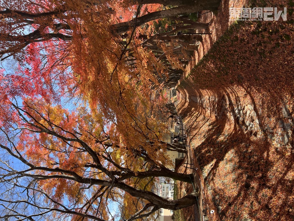 地面鋪滿掉落的紅葉，宛如自然的彩色地毯。 