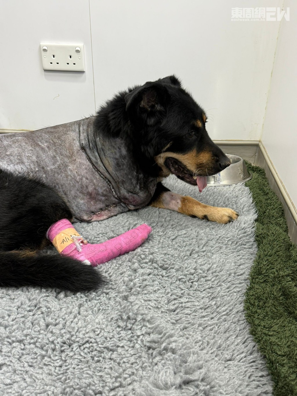 獸醫提早為牠進行截肢手術，以減輕痛楚。