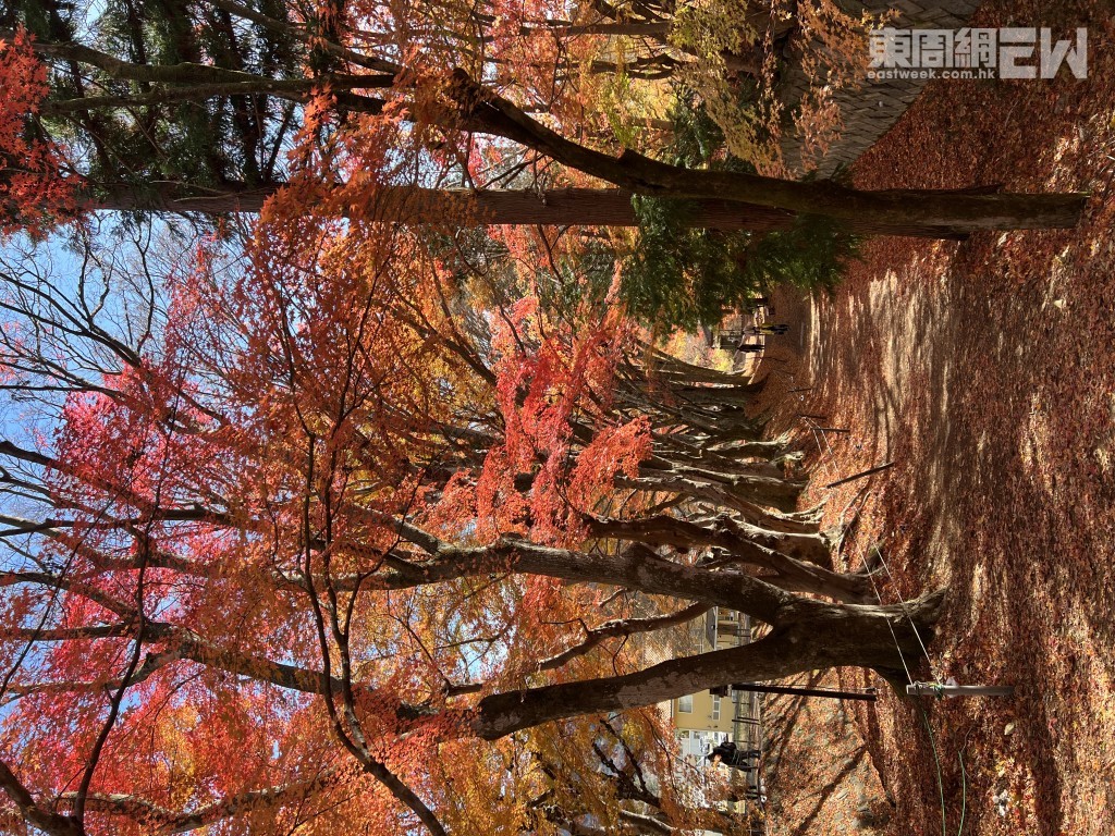 紅葉迴廊兩旁種滿楓樹，秋季形成紅黃交織的壯麗隧道。 