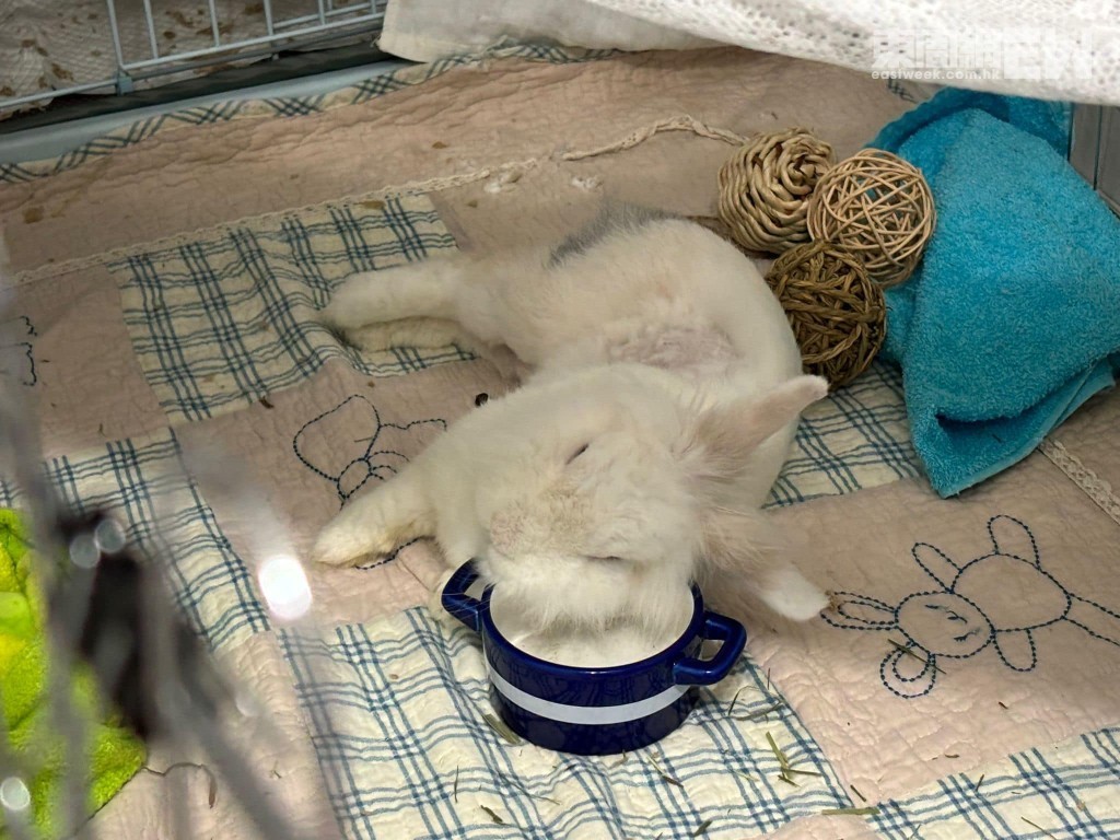 「貴妃躺」的Aurora，用行動來表達牠十分滿意這個家。