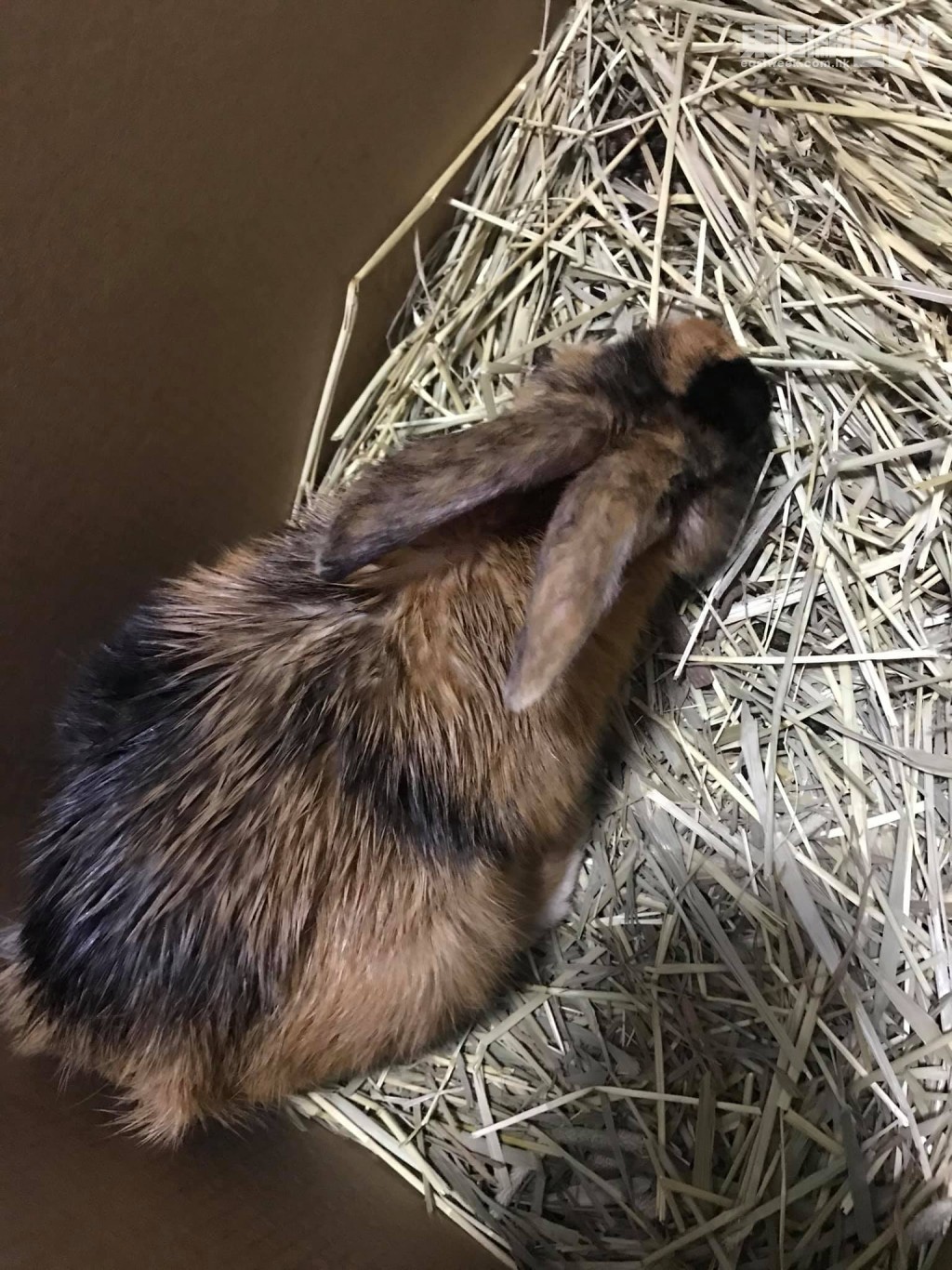 剛被救起的滿月，全身濕透及「油淋淋」。