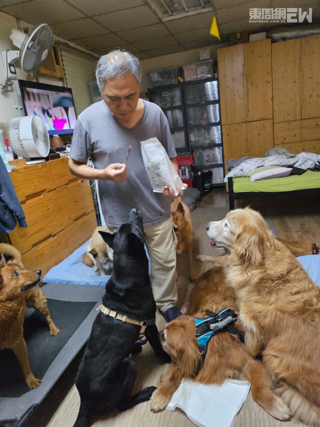 下班回家後，狗狗們圍着洪爸爸轉。