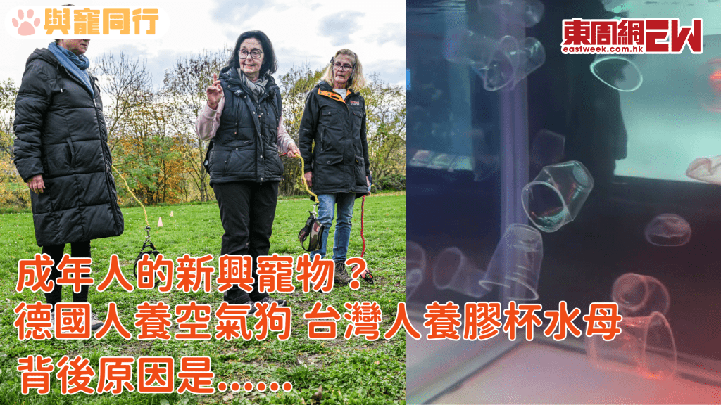 新興寵物？德國人養「空氣狗」 台灣人養膠杯水母 背後原因