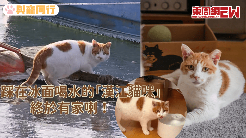 在漢江冰面喝水的牠 火爆全網後今年冬天終於不用挨餓受凍