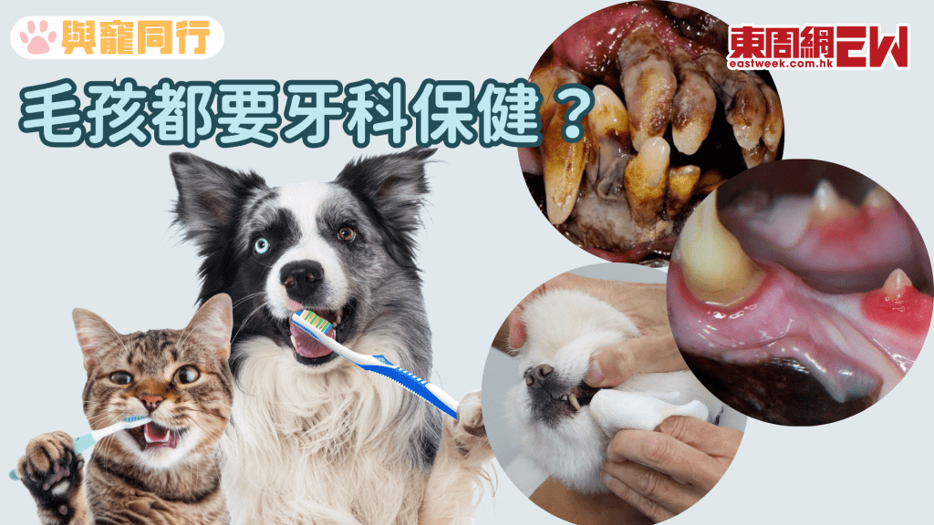 毛孩都要牙科保健?牙周病可誘發心臟病 貓狗每日都要刷牙
