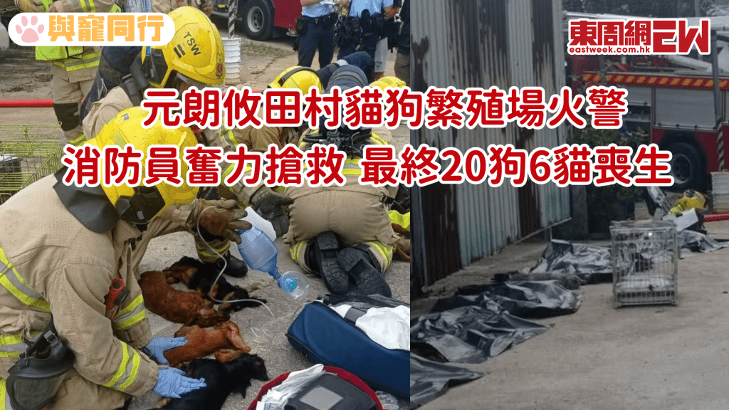 元朗攸田村貓狗繁殖場火警 消防員奮力搶救 最終20狗6貓喪生