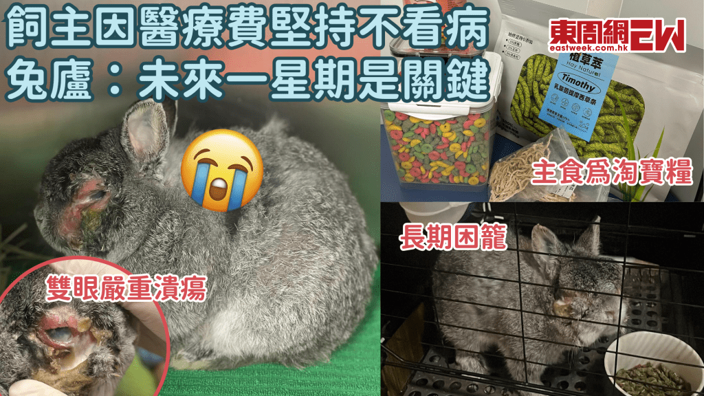 求集氣!飼主因醫藥費高昂 耽誤兔兔就醫致生命危殆