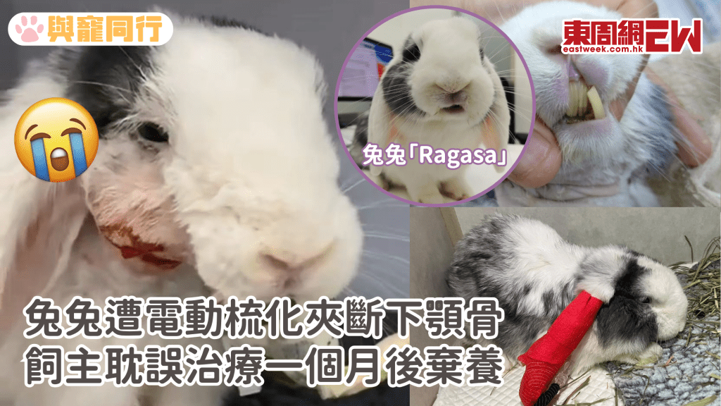 兔協急籌醫療費 兔兔遭電動梳化夾斷下顎骨 飼主耽誤治療後棄養