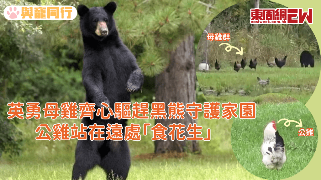 英勇母雞齊心驅趕黑熊守護家園 公雞全程「食花生」