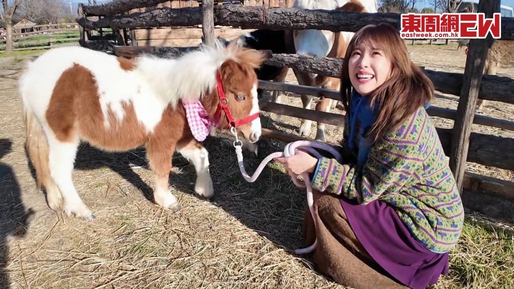 英國設特蘭矮馬，成年馬肩高約八十厘米，毛色豐富，外形可愛，價格一般要兩萬至五萬元左右。