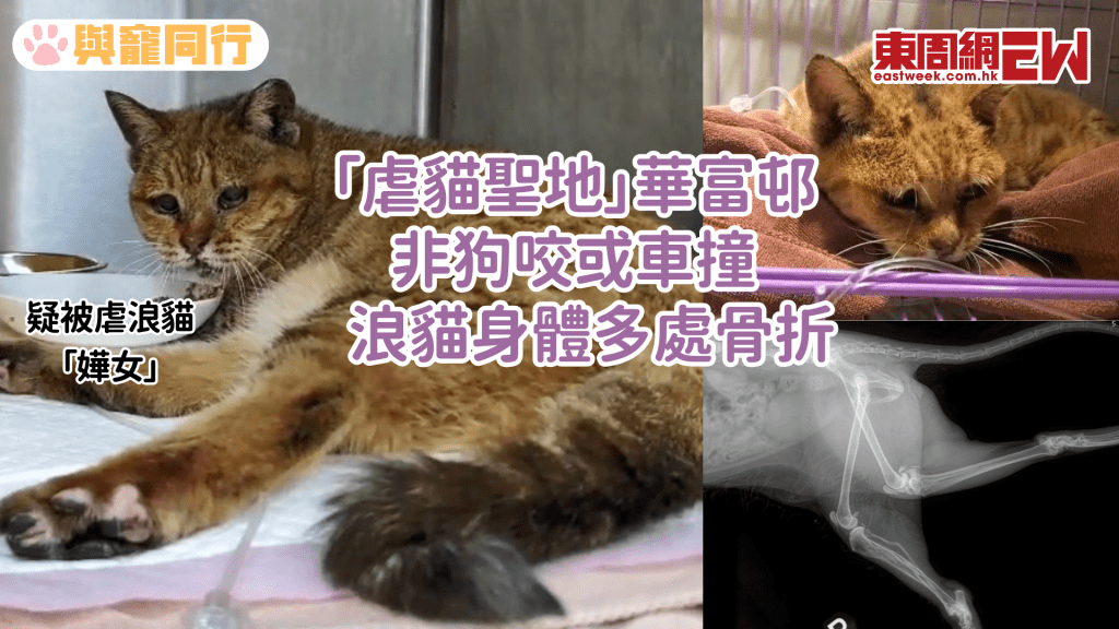 華富邨再現虐貓案 流浪橘貓盆骨肋骨後腿斷裂 疑被人以重物撞擊所致