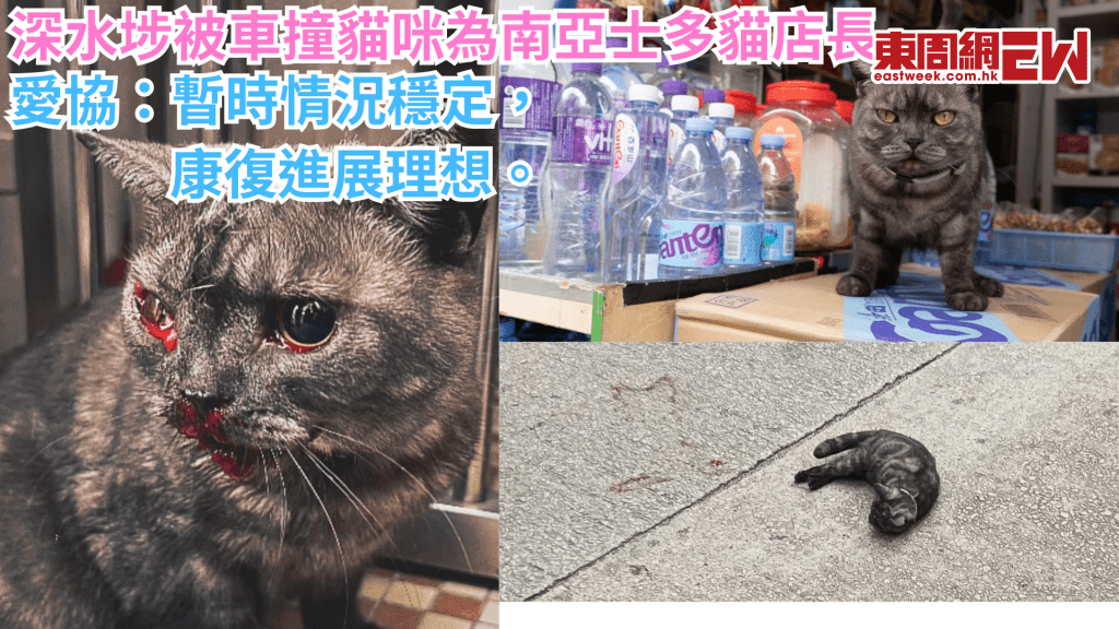 深水埗疑被車撞傷貓咪 被揭發為南亞士多貓店長 唯店主拒絕認領