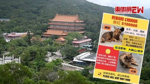 寶蓮禪寺棄狗事件後，「毛守救援」懸賞10萬元尋狗。
