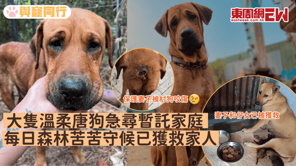大隻溫柔唐狗急尋暫託家庭 每日森林苦苦守候已獲救家人