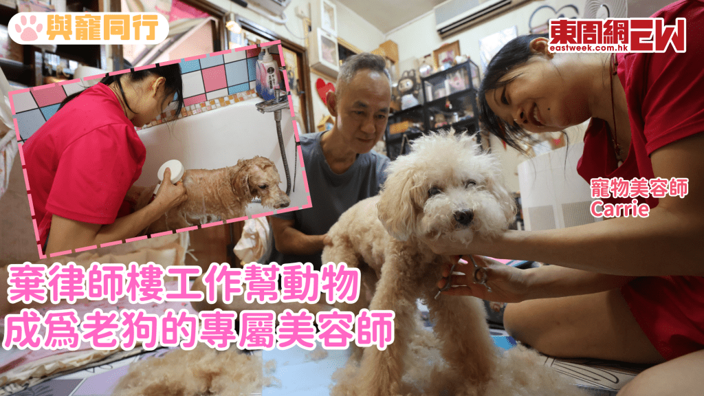 棄律師樓工作幫動物 成為老狗的專屬美容師