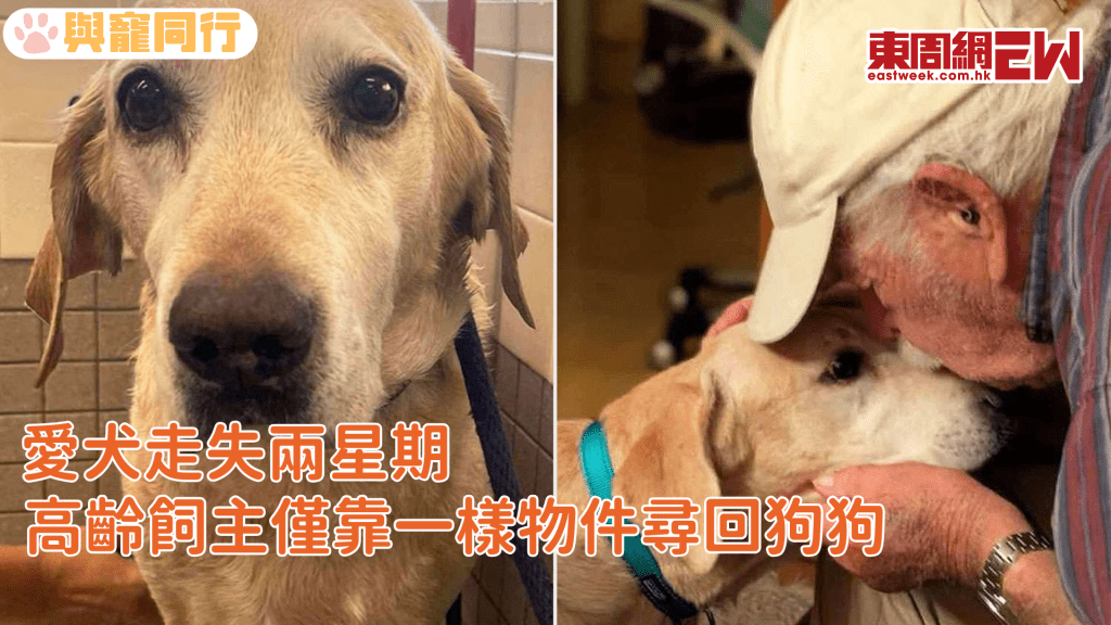 愛犬走失近兩週　高齡飼主僅靠一樣物件尋回狗狗