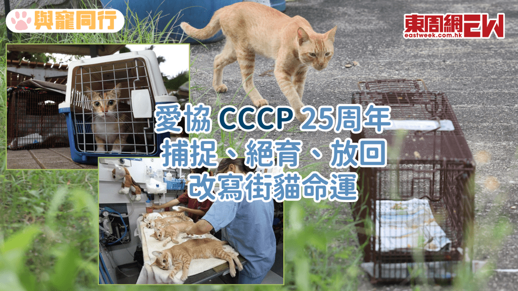 愛協「CCCP」25周年 捕捉、絕育、放回改寫街貓命運