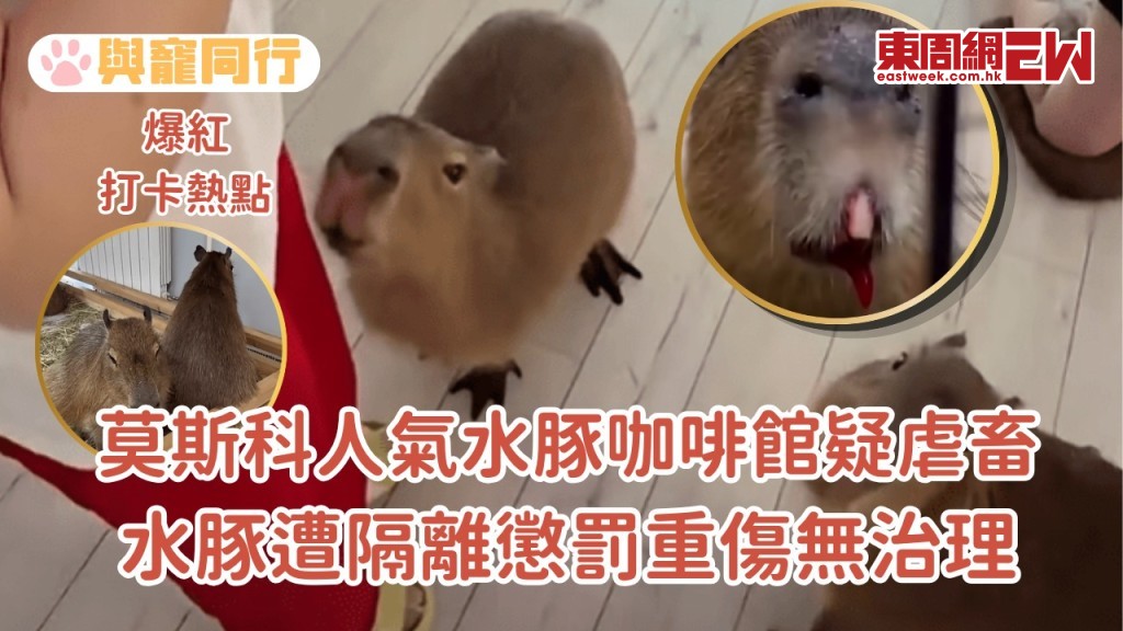 莫斯科人氣水豚咖啡館疑虐畜 水豚遭隔離懲罰重傷無治理