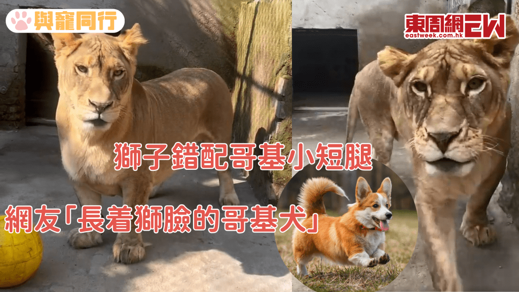 大陸出現「假獅子」!母獅天生手短腳短 慘被獅群欺凌